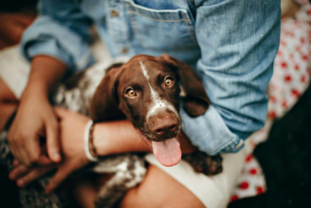 Devenir pet sitter : les étapes pour ouvrir son entreprise de pet sitting
